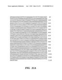 ENZYME DERIVED FROM THERMOPHILIC ORGANISMS THAT FUNCTIONS AS A CHROMOSOMAL REPLICASE, AND PREPARATION AND USES THEREOF diagram and image