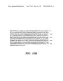 ENZYME DERIVED FROM THERMOPHILIC ORGANISMS THAT FUNCTIONS AS A CHROMOSOMAL REPLICASE, AND PREPARATION AND USES THEREOF diagram and image