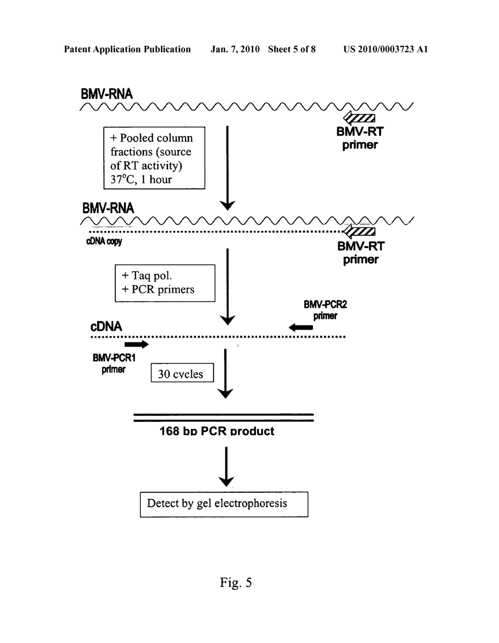 RNA-DEPENDENT DNA POLYMERASE FROM GEOBACILLUS STEAROTHERMOPHILUS - diagram, schematic, and image 06