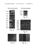 Methods of generating glial and neuronal cells and use of same for the treatment of medical conditions of the cns diagram and image