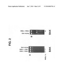 Methods and compositions for generation of Bax-and Bak-deficient cell lines diagram and image