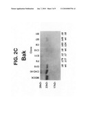 Methods and compositions for generation of Bax-and Bak-deficient cell lines diagram and image