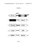 METHODS FOR THE PRODUCTION OF IPS CELLS USING NON-VIRAL APPROACH diagram and image