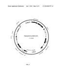 METHODS FOR THE PRODUCTION OF IPS CELLS USING NON-VIRAL APPROACH diagram and image