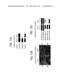 Composition and Uses of a Galectin for Treatment of Dry Eye Syndrome diagram and image