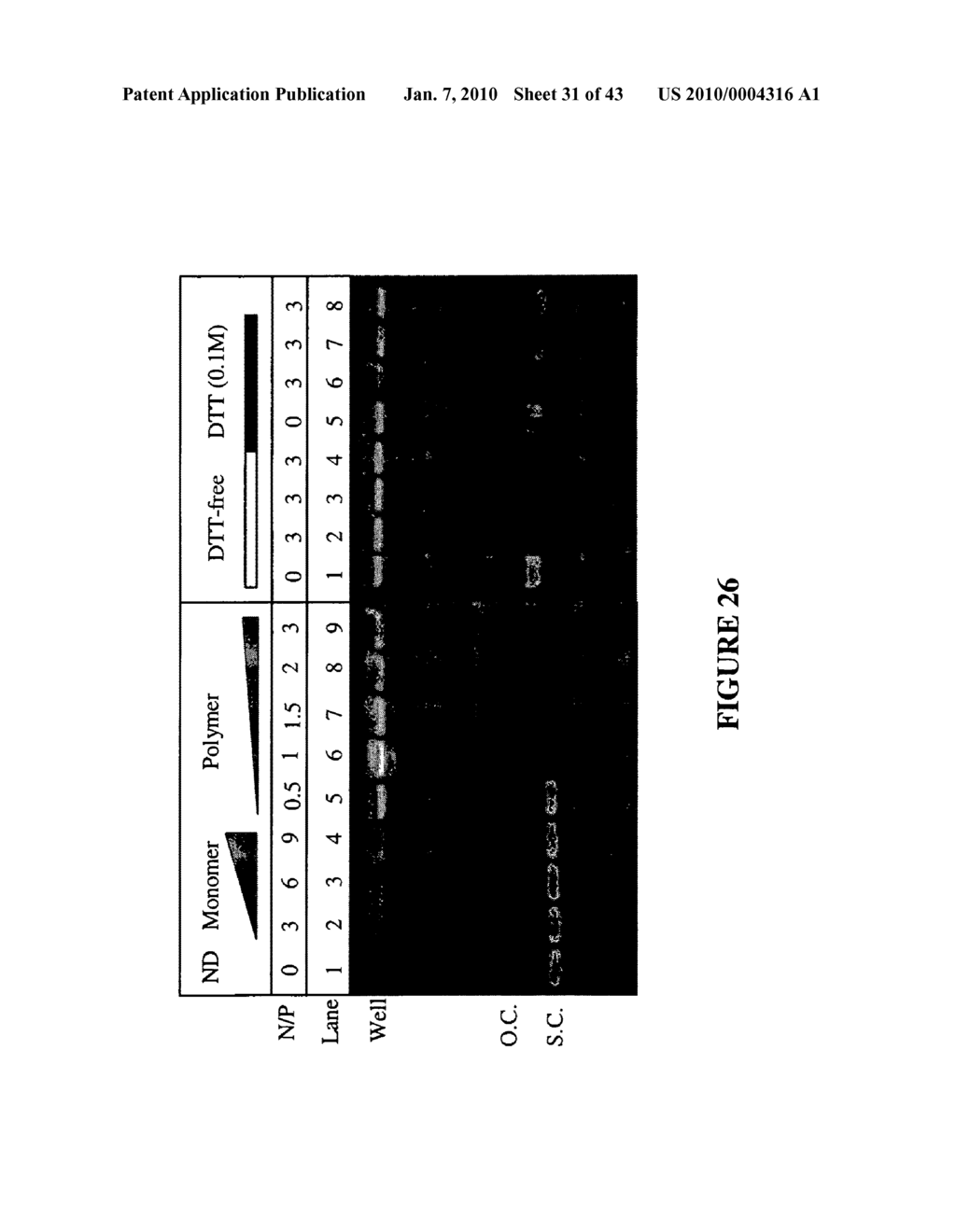 MULTIFUNCTIONAL CARRIERS FOR THE DELIVERY OF NUCLEIC ACIDS AND METHODS OF USE THEREOF - diagram, schematic, and image 32