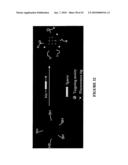 MULTIFUNCTIONAL CARRIERS FOR THE DELIVERY OF NUCLEIC ACIDS AND METHODS OF USE THEREOF diagram and image