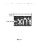 METHODS AND COMPOSITIONS FOR THE SPECIFIC INHIBITION OF GENE EXPRESSION BY DOUBLE-STRANDED RNA diagram and image