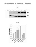 Use of Baicalein As Prolyl Hydroxylase 2 Inhibitor diagram and image