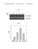 Use of Baicalein As Prolyl Hydroxylase 2 Inhibitor diagram and image