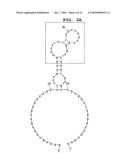 APTAMER AGAINST MIDKINE AND USE THEREOF diagram and image