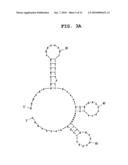 APTAMER AGAINST MIDKINE AND USE THEREOF diagram and image