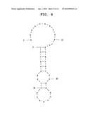 APTAMER AGAINST MIDKINE AND USE THEREOF diagram and image