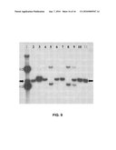 BACKBONE-FREE LOW TRANSGENE COPY TRANSGENIC PLANTS diagram and image