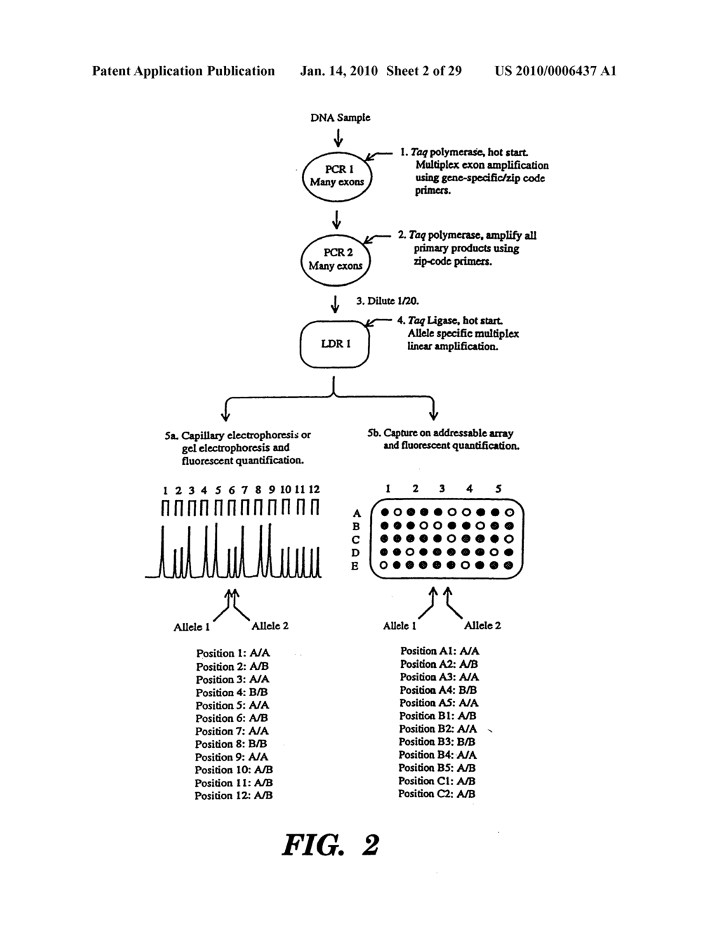 DETECTION OF NUCLEIC ACID SEQUENCE DIFFERENCES USING COUPLED LIGASE DETECTION AND POLYMERASE CHAIN REACTIONS - diagram, schematic, and image 03