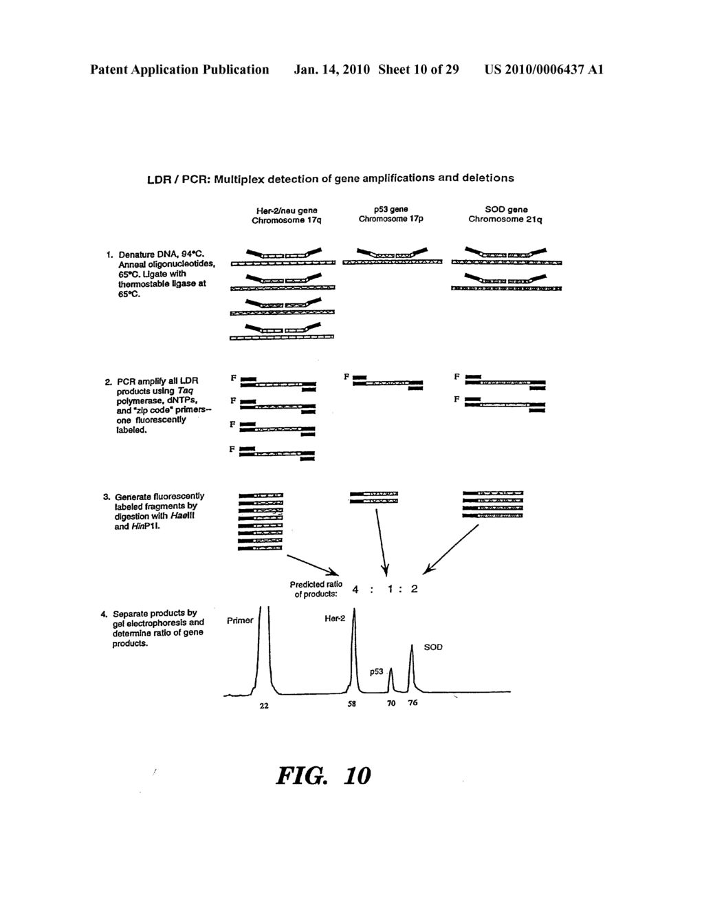 DETECTION OF NUCLEIC ACID SEQUENCE DIFFERENCES USING COUPLED LIGASE DETECTION AND POLYMERASE CHAIN REACTIONS - diagram, schematic, and image 11