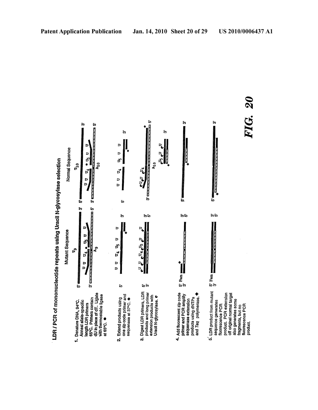 DETECTION OF NUCLEIC ACID SEQUENCE DIFFERENCES USING COUPLED LIGASE DETECTION AND POLYMERASE CHAIN REACTIONS - diagram, schematic, and image 21