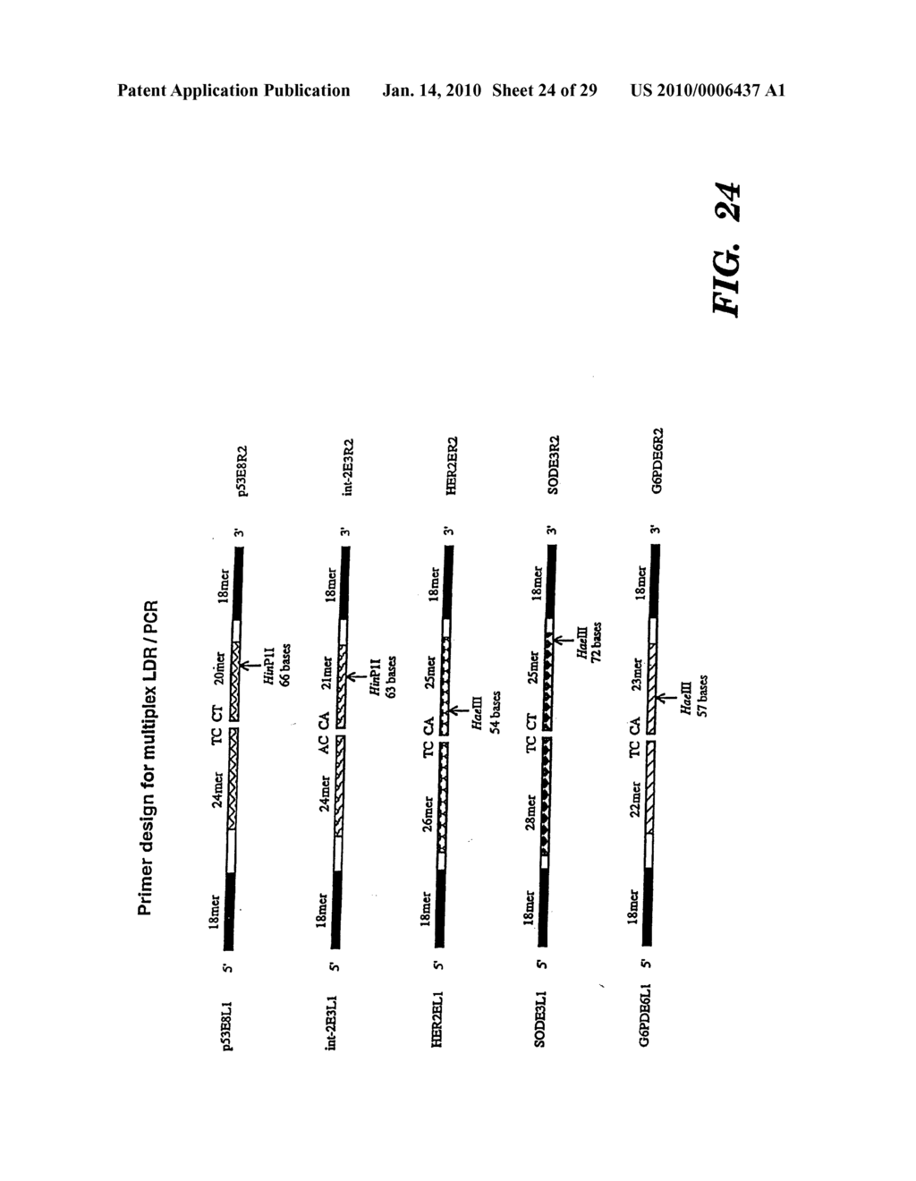 DETECTION OF NUCLEIC ACID SEQUENCE DIFFERENCES USING COUPLED LIGASE DETECTION AND POLYMERASE CHAIN REACTIONS - diagram, schematic, and image 25