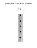 SILICA NANOWIRE COMPRISING SILICON NANODOTS AND METHOD OF PREPARING THE SAME diagram and image