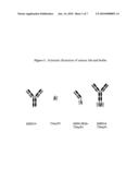 Production and Use of Novel Peptide-Based Agents with Bispecific Antibodies diagram and image