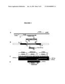 TARGETING OF LONG CHAIN TRIACYLGLYCEROL HYDROLASE GENE FOR TUBERCULOSIS TREATMENT diagram and image