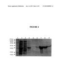 TARGETING OF LONG CHAIN TRIACYLGLYCEROL HYDROLASE GENE FOR TUBERCULOSIS TREATMENT diagram and image