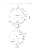 COMPOSITION COMPRISING THE POLYPROTEIN NS3/NS4 AND THE POLYPEPTIDE NS5B OF HCV, EXPRESSION VECTORS INCLUDING THE CORRESPONDING NUCLEIC SEQUENCES AND THEIR THERAPEUTIC USE diagram and image