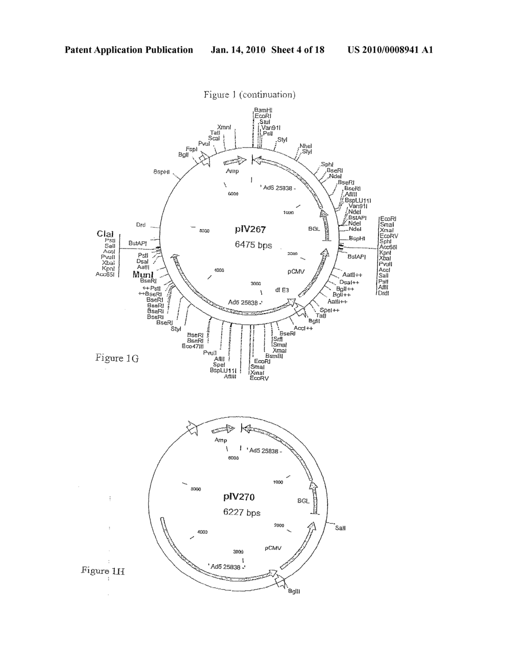 COMPOSITION COMPRISING THE POLYPROTEIN NS3/NS4 AND THE POLYPEPTIDE NS5B OF HCV, EXPRESSION VECTORS INCLUDING THE CORRESPONDING NUCLEIC SEQUENCES AND THEIR THERAPEUTIC USE - diagram, schematic, and image 05