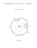 COMPOSITION COMPRISING THE POLYPROTEIN NS3/NS4 AND THE POLYPEPTIDE NS5B OF HCV, EXPRESSION VECTORS INCLUDING THE CORRESPONDING NUCLEIC SEQUENCES AND THEIR THERAPEUTIC USE diagram and image