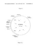 COMPOSITION COMPRISING THE POLYPROTEIN NS3/NS4 AND THE POLYPEPTIDE NS5B OF HCV, EXPRESSION VECTORS INCLUDING THE CORRESPONDING NUCLEIC SEQUENCES AND THEIR THERAPEUTIC USE diagram and image