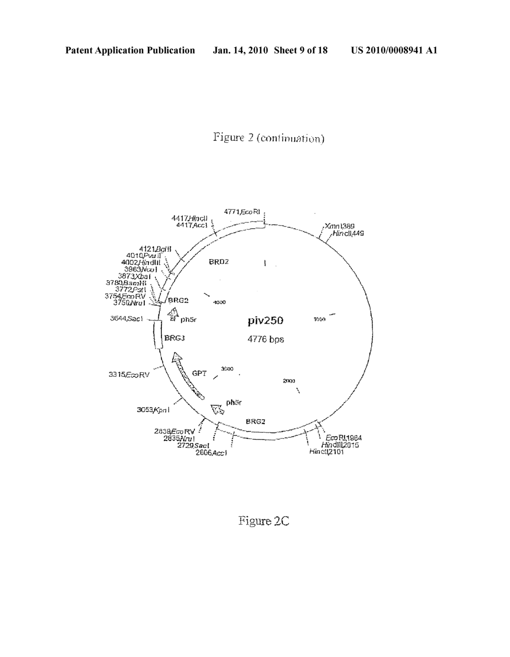 COMPOSITION COMPRISING THE POLYPROTEIN NS3/NS4 AND THE POLYPEPTIDE NS5B OF HCV, EXPRESSION VECTORS INCLUDING THE CORRESPONDING NUCLEIC SEQUENCES AND THEIR THERAPEUTIC USE - diagram, schematic, and image 10