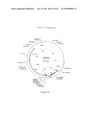 COMPOSITION COMPRISING THE POLYPROTEIN NS3/NS4 AND THE POLYPEPTIDE NS5B OF HCV, EXPRESSION VECTORS INCLUDING THE CORRESPONDING NUCLEIC SEQUENCES AND THEIR THERAPEUTIC USE diagram and image