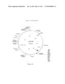 COMPOSITION COMPRISING THE POLYPROTEIN NS3/NS4 AND THE POLYPEPTIDE NS5B OF HCV, EXPRESSION VECTORS INCLUDING THE CORRESPONDING NUCLEIC SEQUENCES AND THEIR THERAPEUTIC USE diagram and image