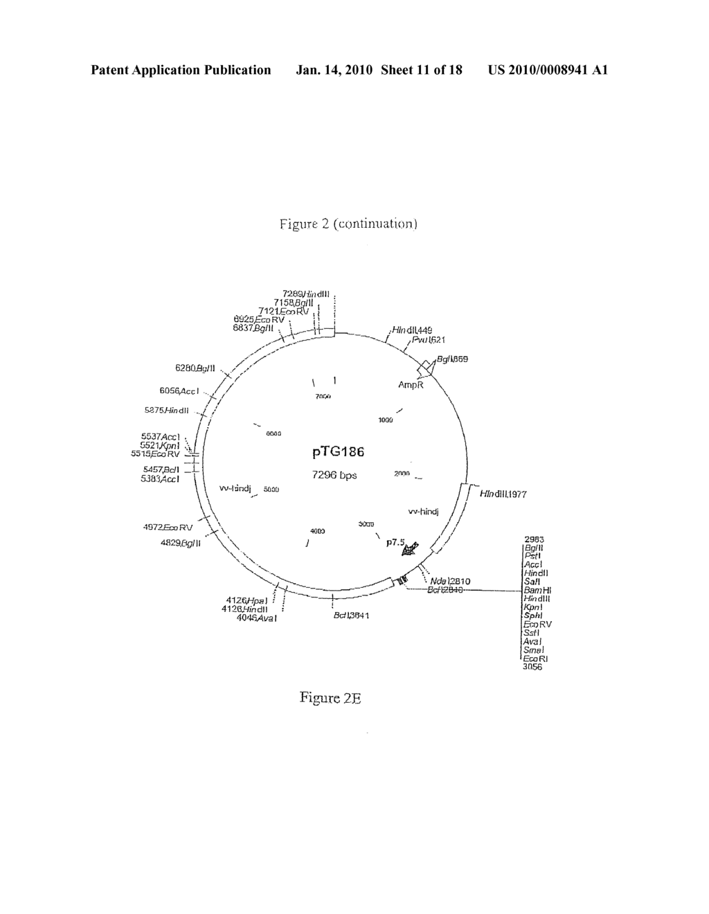 COMPOSITION COMPRISING THE POLYPROTEIN NS3/NS4 AND THE POLYPEPTIDE NS5B OF HCV, EXPRESSION VECTORS INCLUDING THE CORRESPONDING NUCLEIC SEQUENCES AND THEIR THERAPEUTIC USE - diagram, schematic, and image 12