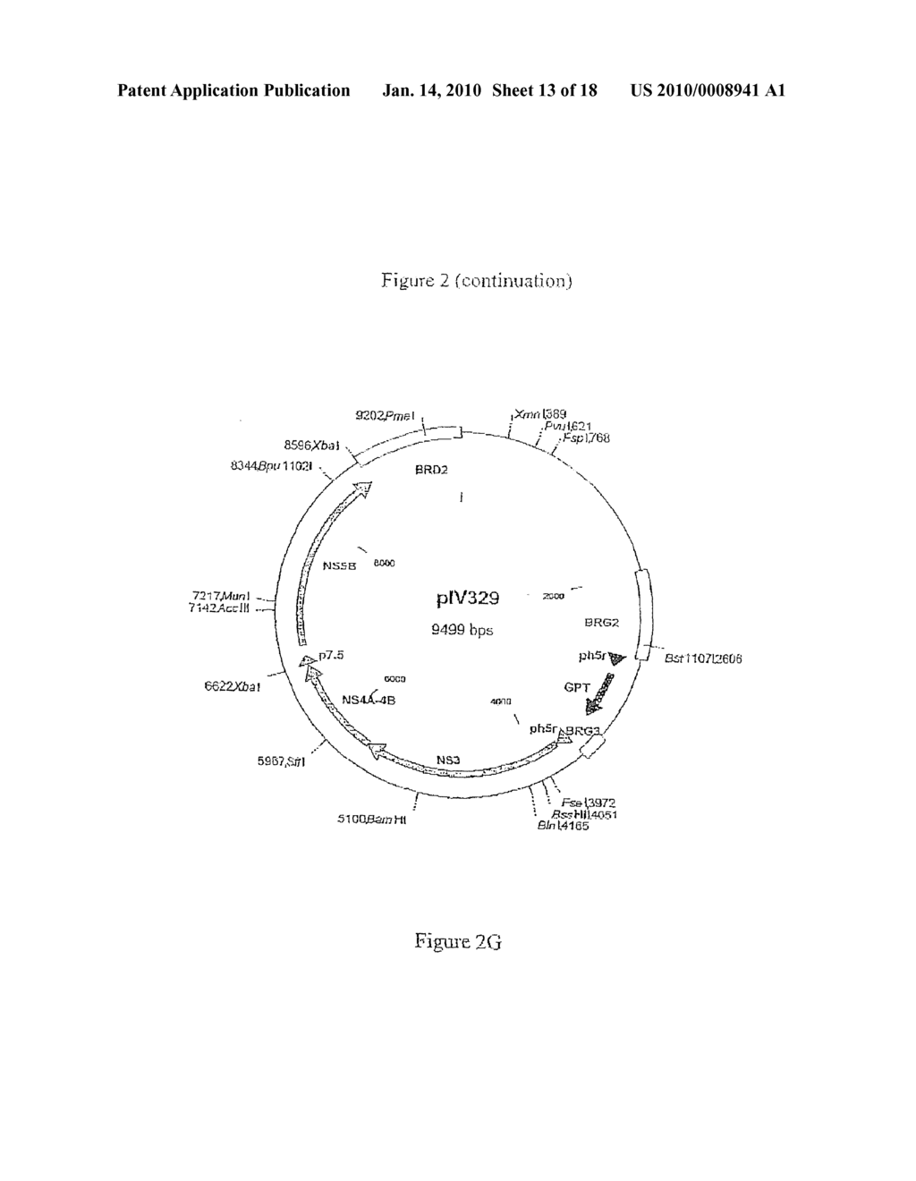 COMPOSITION COMPRISING THE POLYPROTEIN NS3/NS4 AND THE POLYPEPTIDE NS5B OF HCV, EXPRESSION VECTORS INCLUDING THE CORRESPONDING NUCLEIC SEQUENCES AND THEIR THERAPEUTIC USE - diagram, schematic, and image 14