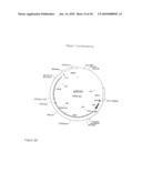 COMPOSITION COMPRISING THE POLYPROTEIN NS3/NS4 AND THE POLYPEPTIDE NS5B OF HCV, EXPRESSION VECTORS INCLUDING THE CORRESPONDING NUCLEIC SEQUENCES AND THEIR THERAPEUTIC USE diagram and image