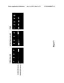 DELIVERY OF THERAPEUTIC AGENTS TO THE BONE diagram and image