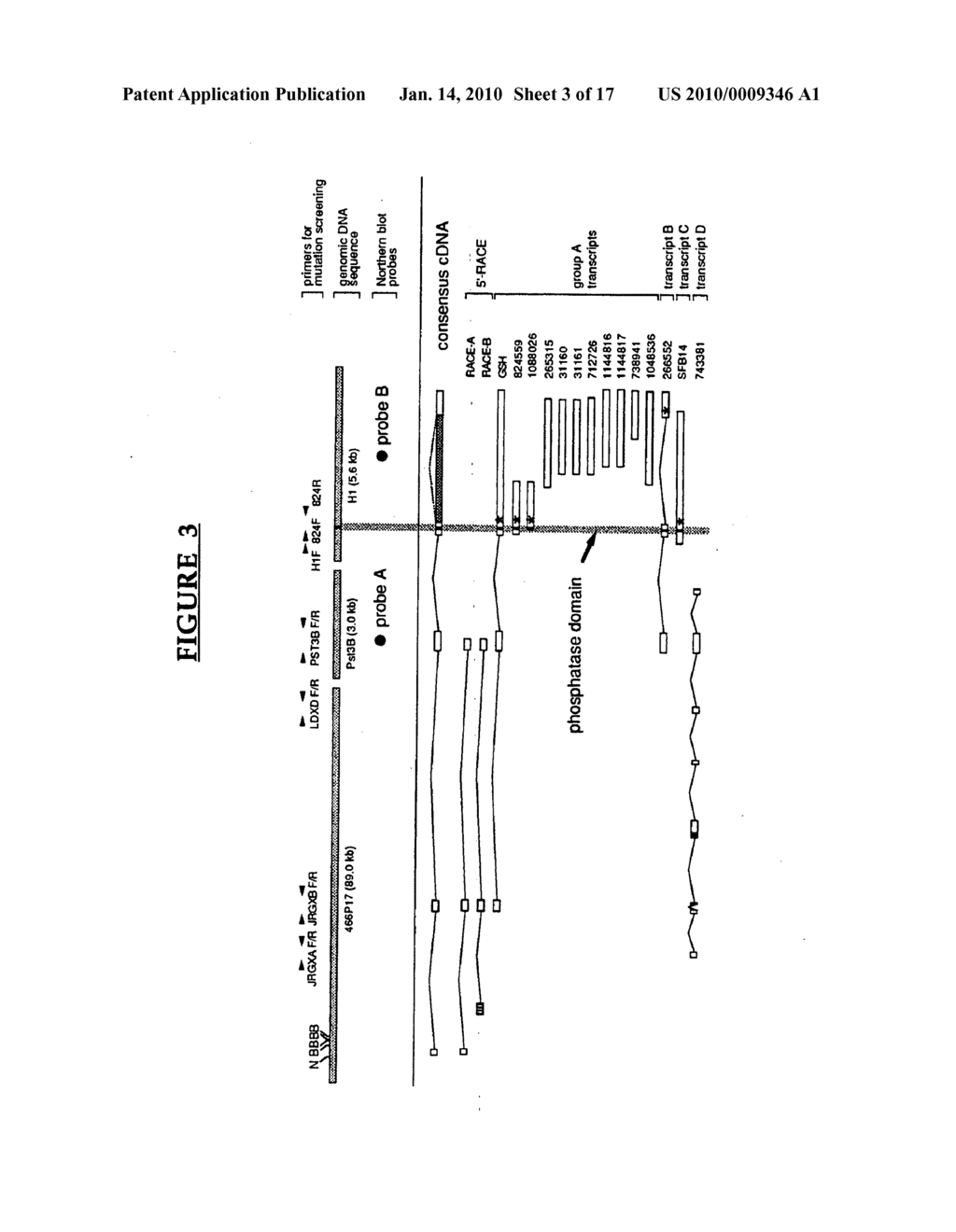 Lafora's disease gene - diagram, schematic, and image 04