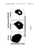 Method for Modeling a Disease diagram and image