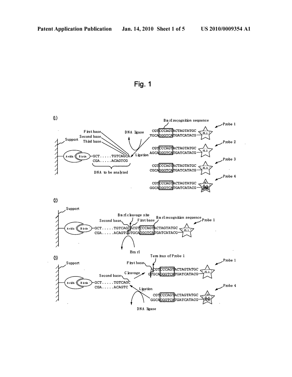 METHOD FOR DETERMINING BASE SEQUENCE OF DNA - diagram, schematic, and image 02