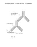 Method of Making and Using Versatile Positive Controls and Antibody Detection Assays diagram and image