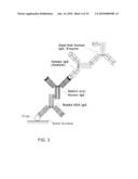 Method of Making and Using Versatile Positive Controls and Antibody Detection Assays diagram and image