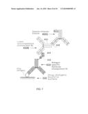 Method of Making and Using Versatile Positive Controls and Antibody Detection Assays diagram and image