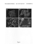 Novel population of multipotent cardiac precursor cells derived from human blastocysts derived stem cells diagram and image