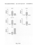 Novel population of multipotent cardiac precursor cells derived from human blastocysts derived stem cells diagram and image