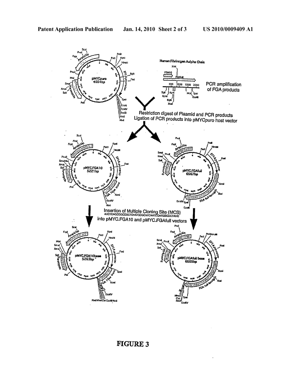 MOLECULAR VARIANT FIBRINOGEN FUSION PROTEINS - diagram, schematic, and image 03