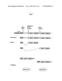 Methods and Constructs for Expressing Polypeptide Multimers in Eukaryotic Cells Using Alternative Splicing diagram and image