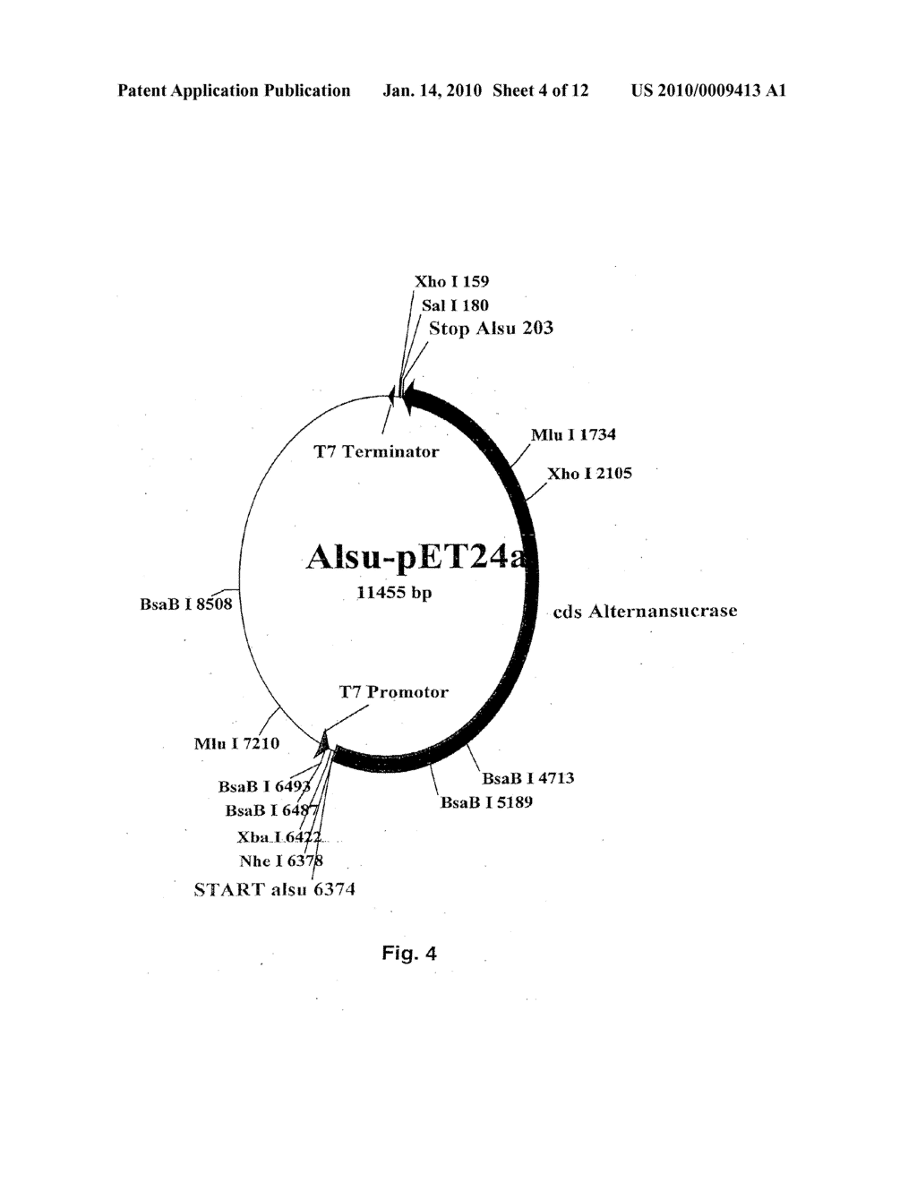 NUCLEIC ACID MOLECULES ENCODING ALTERNANSUCRASE - diagram, schematic, and image 05