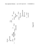 MICROORGANISMS AND METHODS FOR THE BIOSYNTHESIS OF FUMARATE, MALATE, AND ACRYLATE diagram and image