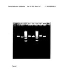 Genetic Modification of Homolactic Thermophilic Bacilli diagram and image